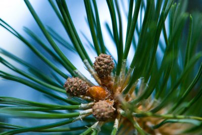 Pinus rotundata - borovice zaoblená - pupen